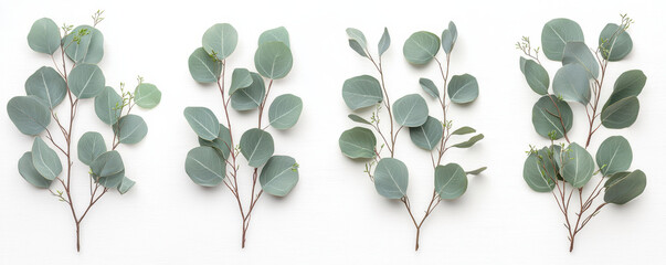 Eucalyptus branches arranged in row on white background, showcasing natural greenery