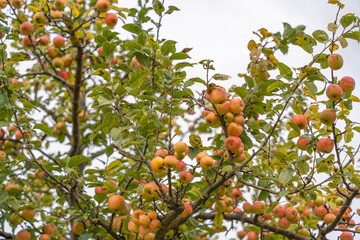 Branches of an apple tree Malus domestica hang heavy with red-yellow fruit. The leaves are dotted with the marks of late summer.