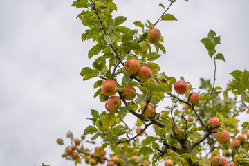 A close-up of an apple tree Malus domestica shows ripe apples with red and yellow skin. The fruits hang among green leaves under a cloudy sky.