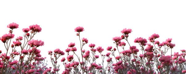 Scattered pink cosmos petals and flowers, falling artistic composition. Isolated on transparent background.

