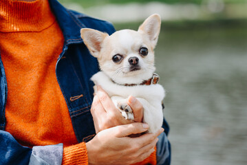 red and white chihuahua sitting in owner hands while walking in park in sunny summer day, dwarf dog breed, dogwalking concept