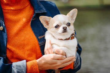red and white chihuahua sitting in owner hands while walking in park in sunny summer day, dwarf dog breed, dogwalking concept