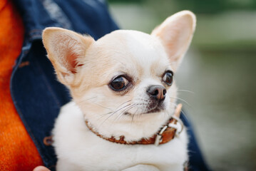 red and white chihuahua sitting in owner hands while walking in park in sunny summer day, close-up view of head, dwarf dog breed, dogwalking concept