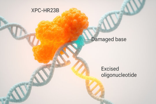 XPC-HR23B protein interacting with a damaged DNA base during nucleotide excision repair, illustrating biological science and molecular processes.