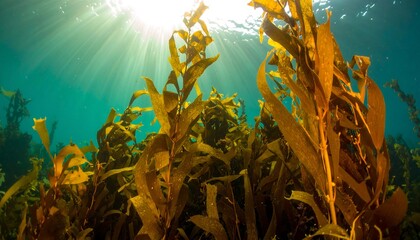 Underwater seaweed plants reaching for sunlight from above, serene seascape