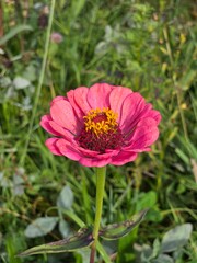 Pink zinnia bloom with golden center in meadow