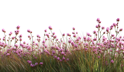 Red and pink cherry blossoms floral frame, beautiful corner art. Isolated on transparent background.

