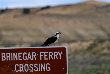 A large bird of prey rests on a roadside information board.