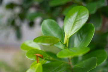 Close-up of shiny green leaves with a fresh new bud in focus. The vibrant foliage stands out against the blurred background.
