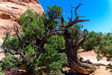 Dry tree against the background of an Eroded landscape, Arches National Park, Moab, Utah
