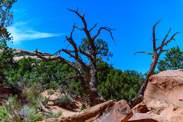 Dry tree against the background of an Eroded landscape, Arches National Park, Moab, Utah