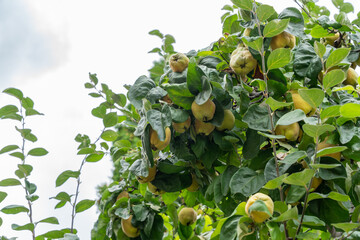 A quince tree with many ripe yellow fruits grows among dense green leaves. The heavy branches bend under the harvest.