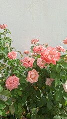 A cluster of pink roses with rich green foliage in the background