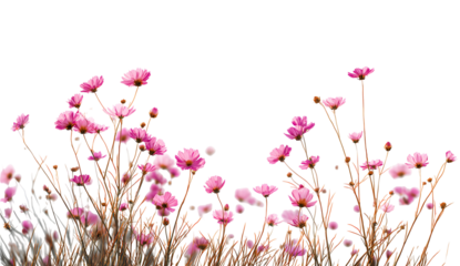 Red and pink cherry blossoms floral frame, beautiful corner art. Isolated on transparent background.

