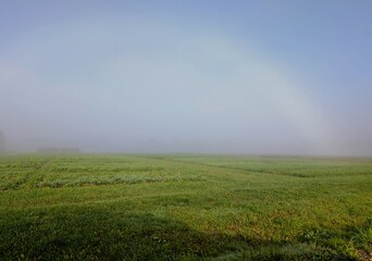 Fototapeta premium A horizontal photo of a green meadow covered with morning fog and a rare fogbow — a pale, rainbow-like arc formed in the mist. A vertical version of this image is also available.