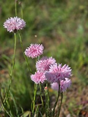 Soft pink cornflowers in sunny meadow bokeh