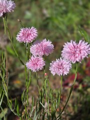 Soft pink cornflowers in sunny meadow bokeh