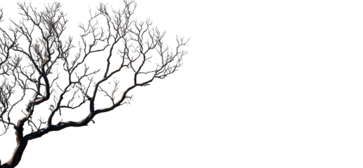 Silhouette of bare tree branch with soft shadow, artistic winter graphic. Isolated on transparent background.

