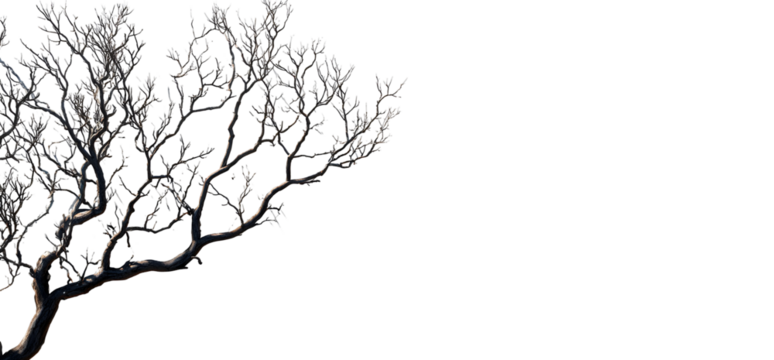 Silhouette of bare tree branch with soft shadow, artistic winter graphic. Isolated on transparent background.
- Powered by Adobe