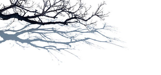 Fototapeta premium Silhouette of bare tree branch with soft shadow, artistic winter graphic. Isolated on transparent background.