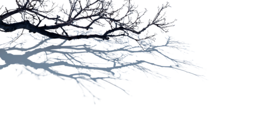 Silhouette of bare tree branch with soft shadow, artistic winter graphic. Isolated on transparent background.