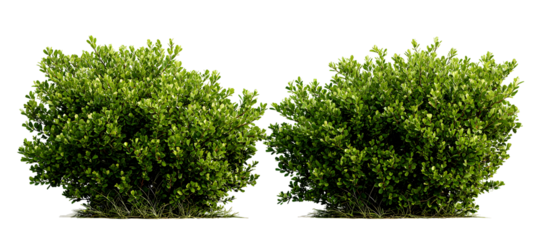 Pair of green shrubs, lush bushy landscape plant collection. Isolated on transparent background.


