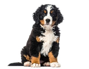Adorable Bernese Mountain Dog Puppy Portrait