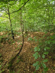 Green woodland canopy with dappled light and fallen leaves