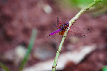 Close-Up of Colorful Dragonfly Perched on Plant Stem in Nature