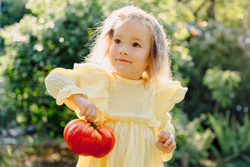 Cute child girl holding fresh tomato in backyard garden.