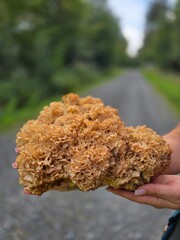 Hands holding a cauliflower mushroom sparassis crispa on a forest path