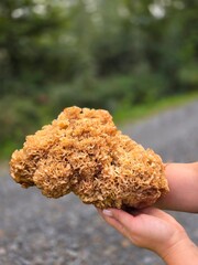 Hands holding a cauliflower mushroom sparassis crispa on a forest path