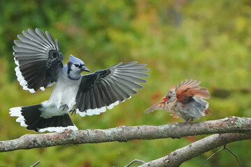 Female Cardinal preventing Blue Jay from landing in fall colours