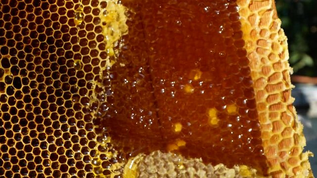 A frame with honey in the apiary, along which freshly picked fragrant honey of golden color flows. The beekeeper removes the remnants of wax from the frame with a knife. Honey collection in the apiary