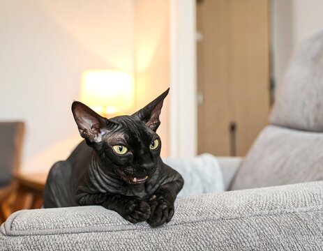 Black hairless cat on a light gray couch in a room
