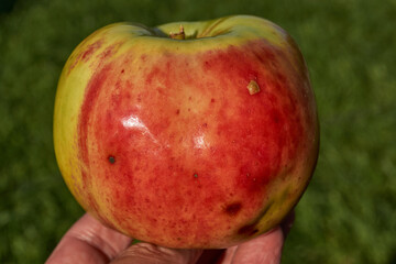 Bright ripe apples, illuminated by the sun, in the hand of a man. Close-up of fresh apples lying in the palm of your hand. Fruit harvest, natural vitamins and healthy food.