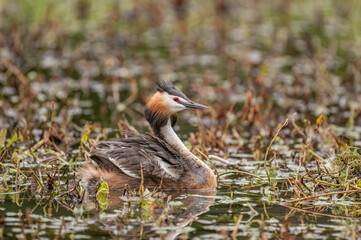 Great crested grebe, close up, on a pond