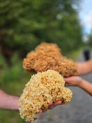 Hands holding two cauliflower mushrooms sparassis crispa in forest