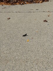 cricket on the sidewalk