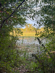 autumn in the forest