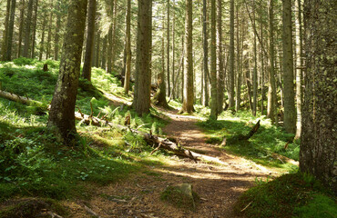 Beautiful Carpathian mountains in Ukraine