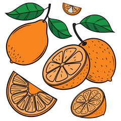Orange citrus fruit illustration with whole, sliced, and segment pieces plus green leaves, perfect for organic food design, healthy nutrition, tropical freshness, and natural lifestyle concepts.