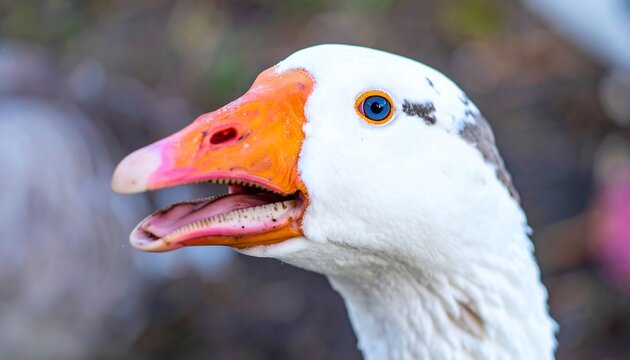 Close-up of a white goose with an orange beak, mouth open, detailed face