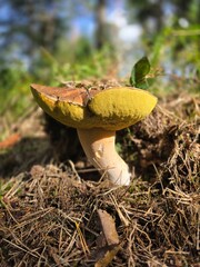 Wild bolete mushroom with yellow pores on forest floor