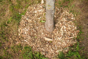 Tree Mulch Ring Protecting Tree Trunk with Natural Wood Chips