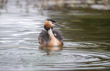 Great crested grebe with a baby on its back in a pond