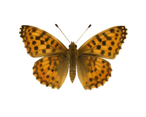 Butterfly Issoria Lathonia Realistic Illustration Isolated – Detailed Entomology Clipart for Nature, Floral and Botanical Designs