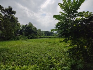 Beautiful natural rural landscape surrounded by trees in a peaceful rural setting in sunny day