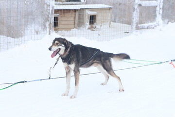 dog in the snow