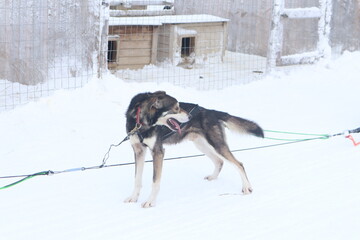 Dog Lapland